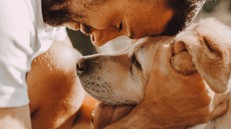 La-Giornata-Mondiale-del-Cane-unoccasione-per-riflettere-sulla-protezione-800x450