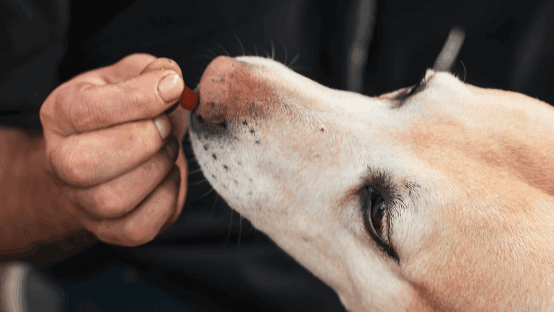 a-Giornata-Mondiale-del-Cane-800x450